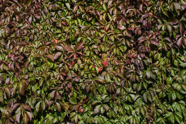 Eine Wand Aus Bunten Kletternden Efeublättern — Stockfoto