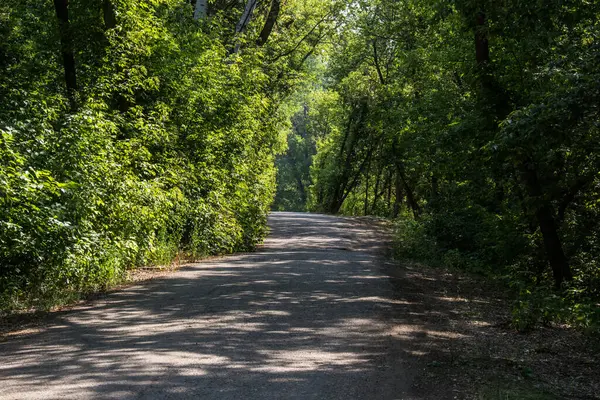 Ağaçların arasından geçen çakıl ve asfalttan yapılmış bir yol..