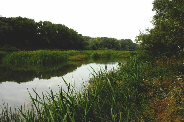 Zarośnięte Katażami Brzegu Rzeki Wrześniu — Zdjęcie stockowe