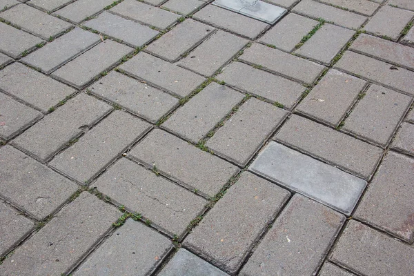 Een Rechthoekige Tegel Met Gras Ertussen — Stockfoto