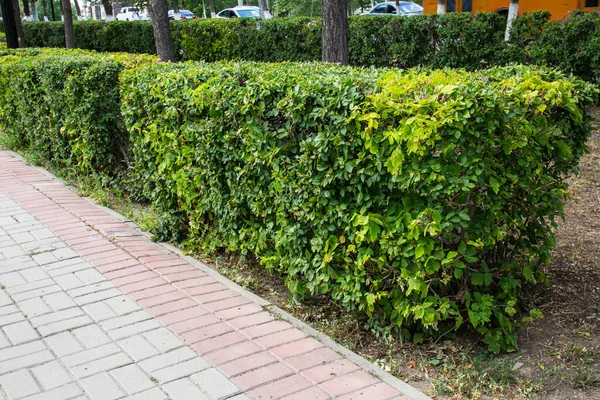 Ein Grüner Busch Einem Stadtpark — Stockfoto