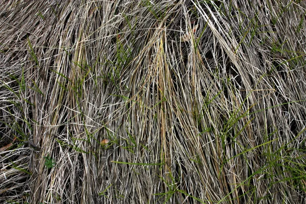 Сухая Зеленая Трава Придавленная Ветром — стоковое фото