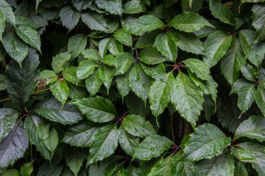 Güneşte çimlere düşen yapraklar.