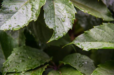 Güneşte çimlere düşen yapraklar.