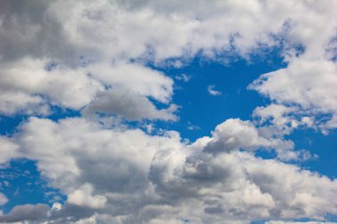 Güneşte çimlere düşen yapraklar.