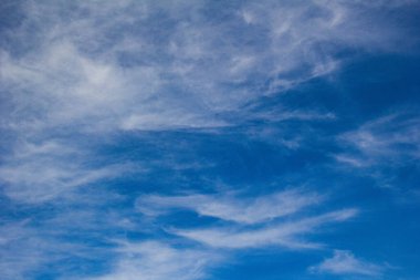 Güneşte çimlere düşen yapraklar.