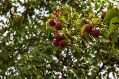 Güneşte çimlere düşen yapraklar.