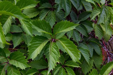 Güneşte çimlere düşen yapraklar.
