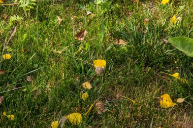 Güneşte çimlere düşen yapraklar.