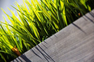 Beyaz arka planda bir kutuda taze yeşil çimen