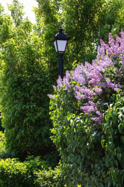 Parktaki sokak lambası leylak çalılarının arasında..