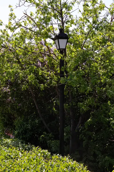 Street Lamp Park Lilac Bushes — Stock Photo, Image