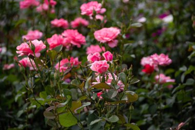 Çiçek açan pembe güller diğer çiçek ve yaprakların arka planında.