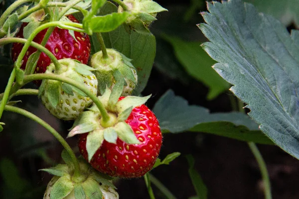 Reife Rote Erdbeeren Auf Einem Strauch — Stockfoto