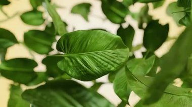 Havada süzülen canlı yeşil tropikal yaprakların 3 boyutlu animasyonu, sağlık, doğa ve organik markalaşma konseptleri için gerçekçi botanik hareket grafikleri.