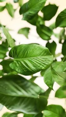 Havada süzülen canlı yeşil tropikal yaprakların 3 boyutlu animasyonu, sağlık, doğa ve organik markalaşma konseptleri için gerçekçi botanik hareket grafikleri.