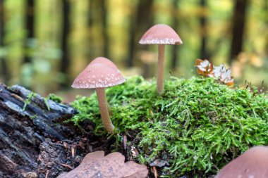 Mantar, Karpatlar 'daki orman, Bratislava, Slovakya.