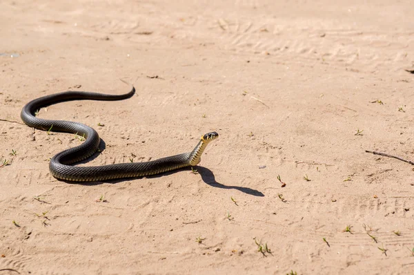Ormen kryper på sanden — Stockfoto