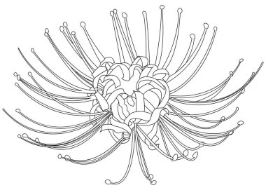 Hand drawn spider lily line silhouette isolated on white. clipart