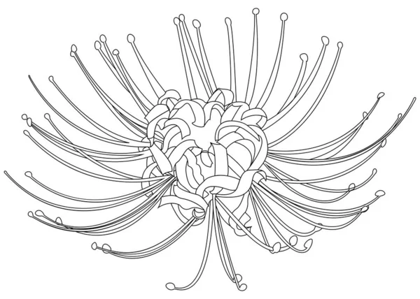 手工绘制的蜘蛛百合线条轮廓 在白色上隔离 免版税图库矢量图片
