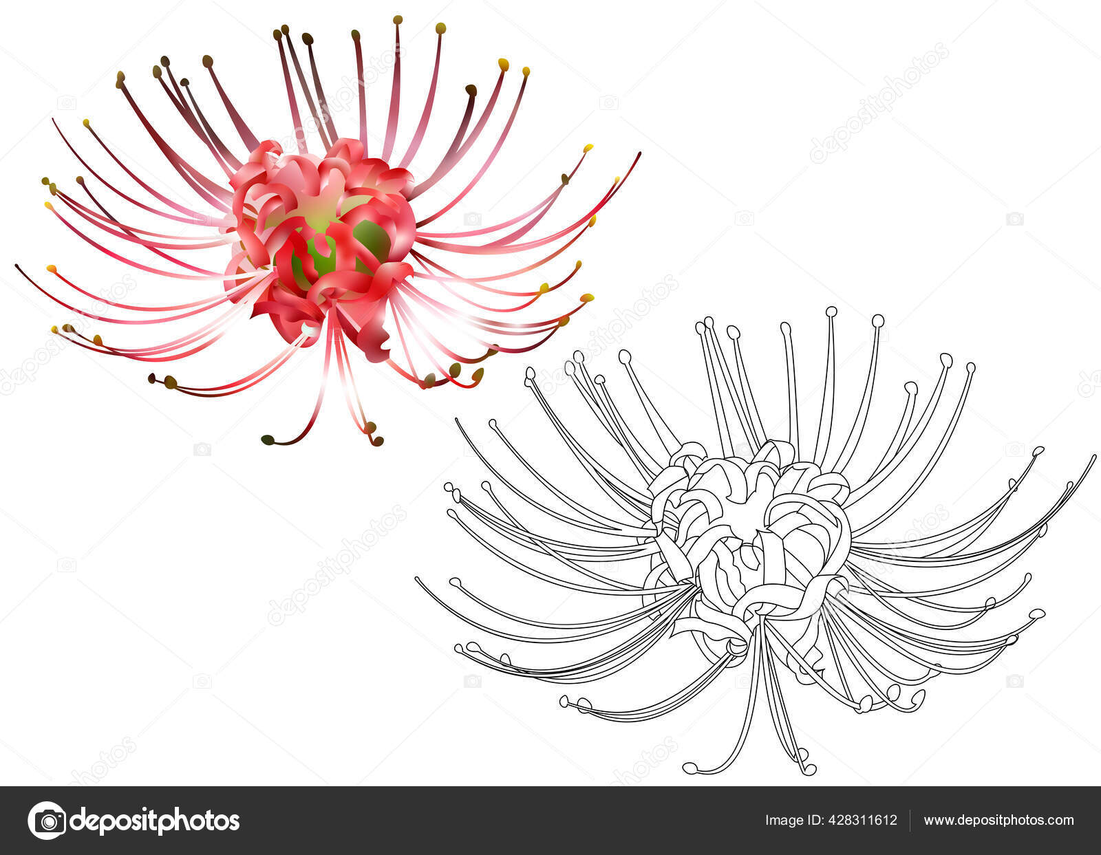 106 Spider Lily Vector Images Free Royalty Free Spider Lily Vectors Depositphotos