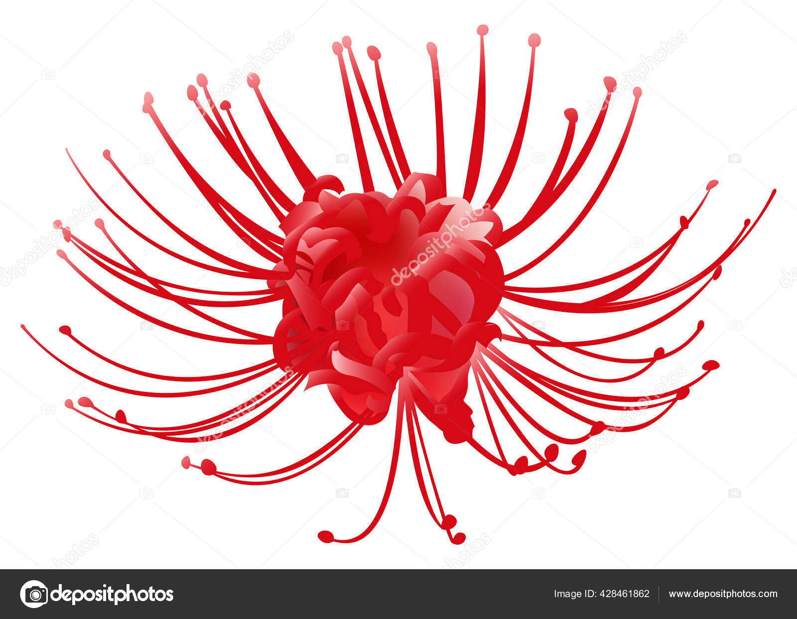 22 Lycoris Vector Images Lycoris Illustrations Depositphotos