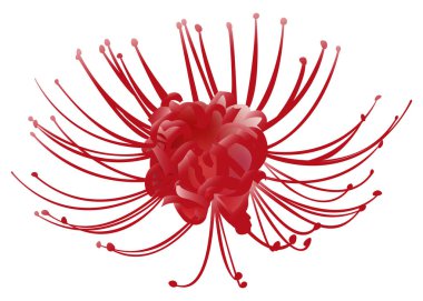 Spider Lily Free Vector Eps Cdr Ai Svg Vector Illustration Graphic Art
