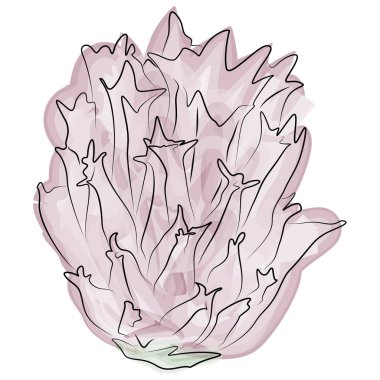 Allium flower watercolor isolated on white. Vector Illustration EPS 10