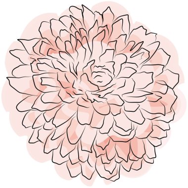 Yellow orange chrysanthemum flower, Spring flower watercolor. Isolated on white background. Vector golden-daisy. EPS 10