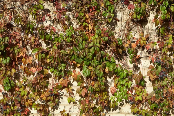 Hojas Otoño Valla —  Fotos de Stock