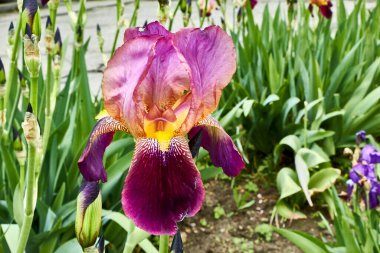 Bahçedeki iris çiçeği