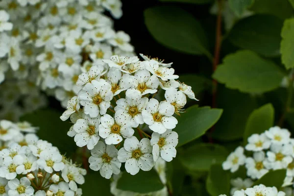 Fiori Bianchi Giardino — Foto Stock