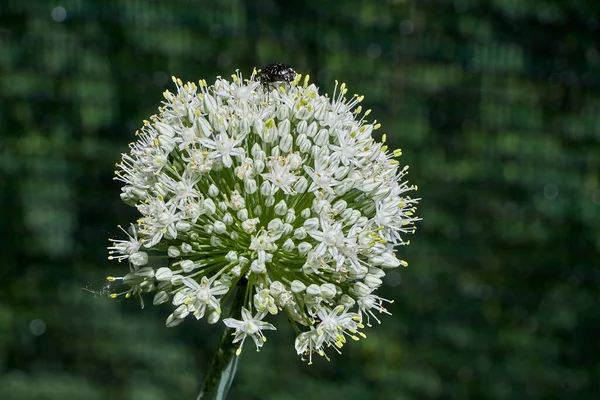 Onion Flower Seed Head — Stock Photo, Image