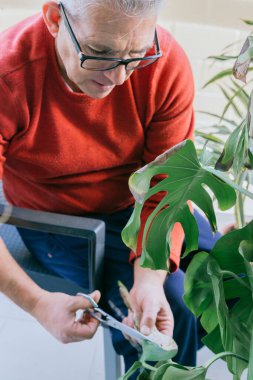 50 'li yaşlarda bahçe işleri yapan bir adam. Yeşil bir bitkiyi elle makasla buduyor. Gri saçları var ve gözlük takıyor..