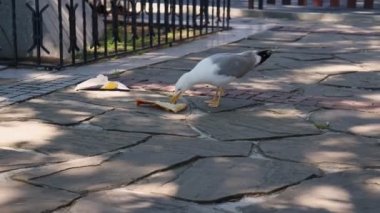 Şişko, aç gözlü martı kuşu güneşli bir yaz gününde şehir parkında abur cubur yiyor.