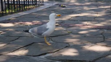 Şehirli Park Caddesi 'nde güneşli bir yaz gününde abur cubur yiyen şişman aç gözlü martı kuşu.