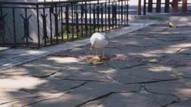 Şişko, aç gözlü martı kuşu güneşli bir yaz gününde şehir parkında kirli pizza abur cuburu yiyor.