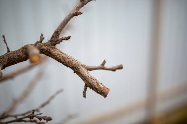 Gri bir çitin arka planında ağaç dalı yaylanıyor.