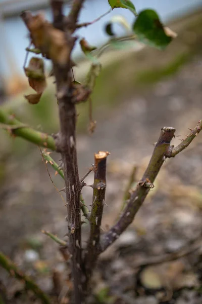 Árvore Ramo Primavera Contra Pano Fundo Uma Cerca Cinza — Fotografia de Stock