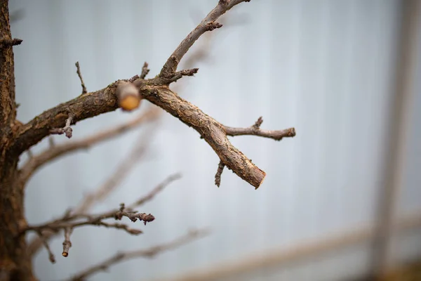 Cabang Pohon Musim Semi Terhadap Latar Belakang Pagar Abu Abu — Stok Foto