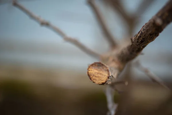 Árvore Ramo Primavera Contra Pano Fundo Uma Cerca Cinza — Fotografia de Stock
