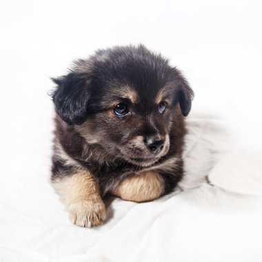 siyah köpek yavrusu köpek