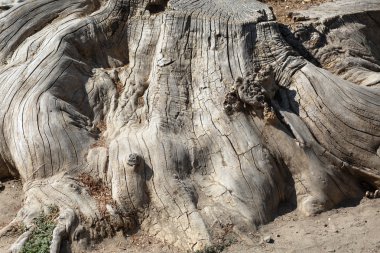 Büyük kuru güdük