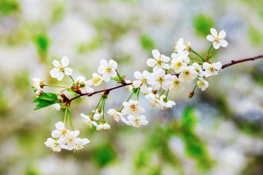 Yeni gelişen ağaç dalı