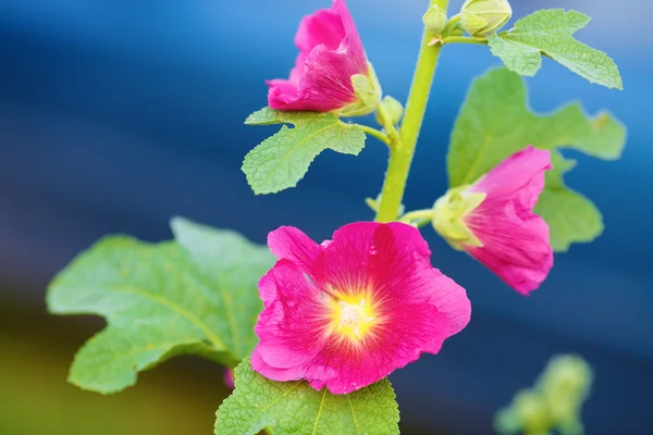 Purple mallow flowers — Stock Photo, Image