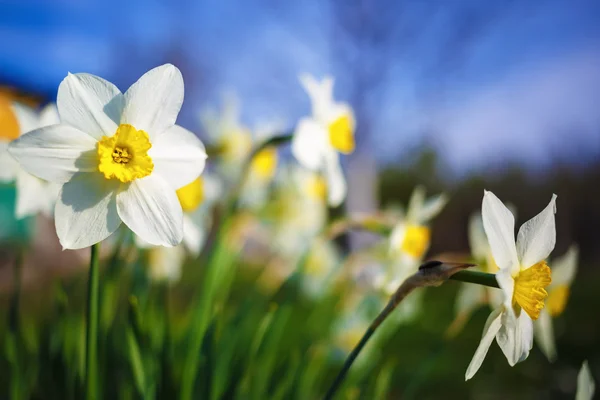 Bright blooming daffodils