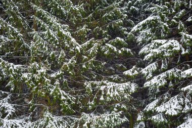 Karda köknar ağaçları
