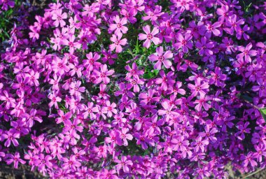 flores Phlox subulata
