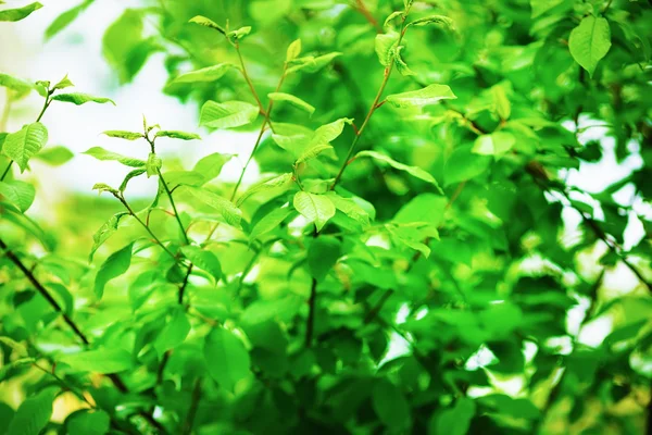 Fresh green foliage — Stock Photo, Image