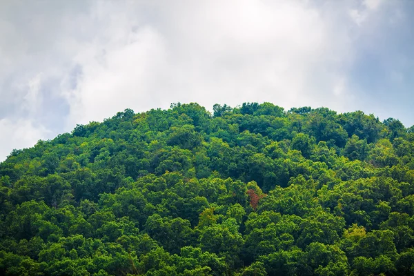 A hegy csúcsa erdő — Stock Fotó